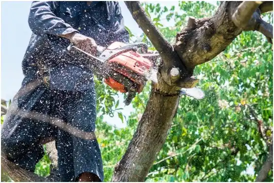 tree services Kenbridge